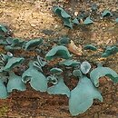 Chlorociboria (chlorówka)