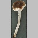 Pluteus thomsonii (drobnołuszczak szarotrzonowy)