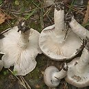 Tricholoma cingulatum (gąska wierzbowa)