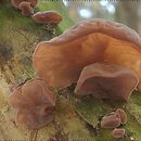 Auricularia auricula-judae (uszak bzowy)