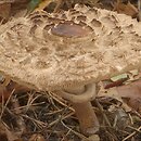 Chlorophyllum rhacodes (czubajnik czerwieniejący)