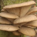 Pleurotus (boczniak)