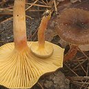 Hygrophorus hypothejus (wodnicha późna)