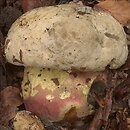 Rubroboletus satanas (krwistoborowik szatański)