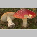 Amanita muscaria (muchomor czerwony)