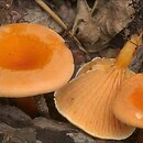 Hygrophoropsis aurantiaca (lisówka pomarańczowa)