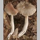 Entoloma myochroum