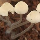 Mycena arcangeliana (grzybówka zielonawa)