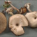 Arrhenia epichysium (języczek nadrzewny)