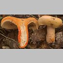 Lactarius salmonicolor (mleczaj jodłowy)