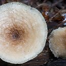 Lentinus arcularius (żagiew włosistobrzega)