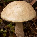 Leccinum holopus