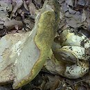 Butyriboletus fechtneri (masłoborowik blednący)