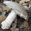 Amanita excelsa (muchomor twardawy)