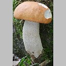 Leccinum albostipitatum (koźlarz białotrzonowy)