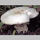 Agaricus bernardii