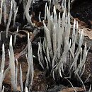 Xylaria carpophila (próchnilec owocolubny)