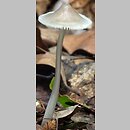 Mycena polygramma (grzybówka bruzdowanotrzonowa)