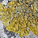 Xanthoria parietina (złotorost ścienny)