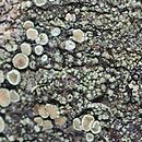 Lecanora conizaeoides (misecznica proszkowata)