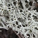 Cladonia portentosa (chrobotek najeżony)