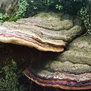 Fomitopsis pinicola (pniarek obrzeżony)