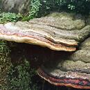 Fomitopsis (pniarek)