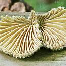 Schizophyllum commune (rozszczepka pospolita)