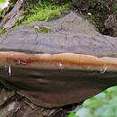 Phellinus igniarius (czyreń ogniowy)