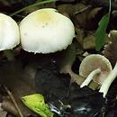 Psathyrella candolleana (kruchaweczka zaroślowa)