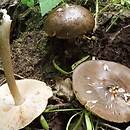 Pluteus cervinus (drobnołuszczak jeleni)