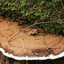 Ganoderma applanatum (lakownica spłaszczona)