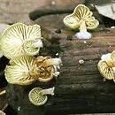 Simocybe haustellaris (ciemnoboczniak gałązkowy)