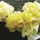 Tremella mesenterica (trzęsak pomarańczowożółty)