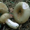 Russula aeruginea (gołąbek białozielonawy)