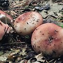 Russula vesca (gołąbek wyborny)