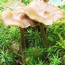 Inocybe napipes (strzępiak rzepowaty)