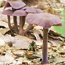 Laccaria amethystina (lakówka ametystowa)