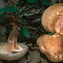 Paxillus involutus (krowiak podwinięty)