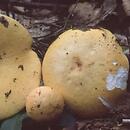 Russula claroflava (gołąbek jasnożółty)