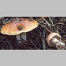 Cortinarius subgen. Myxacium