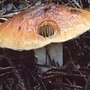 Cortinarius mucosus (zasłonak kleisty)