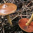 Cortinarius subgen. Cortinarius sect. Dermocybe (skórzak)