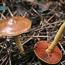 Cortinarius semisanguineus (zasłonak purpurowoblaszkowy)