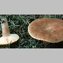 Lactarius helvus (mleczaj płowy)