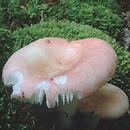 Russula betularum (gołąbek brzozowy)