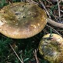 Lactarius necator (mleczaj paskudnik)