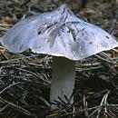 Tricholoma virgatum (gąska pieprzna)