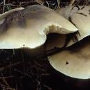 Tricholoma saponaceum (gąska mydlana)