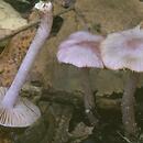 Inocybe geophylla (strzępiak ziemistoblaszkowy)